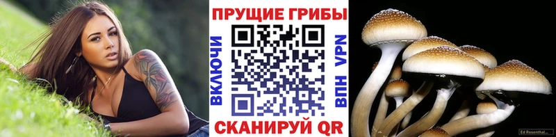 Галлюциногенные грибы Psilocybine cubensis Новозыбков